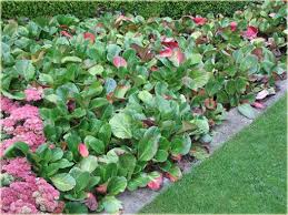 bergenia